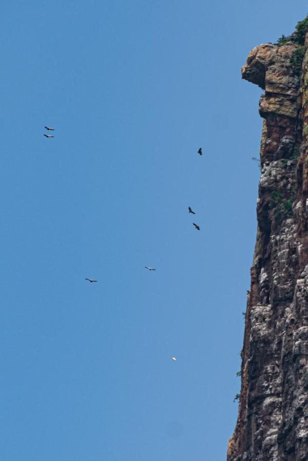 Cape Vulture Conservancy Hoedspruit Kültér fotó
